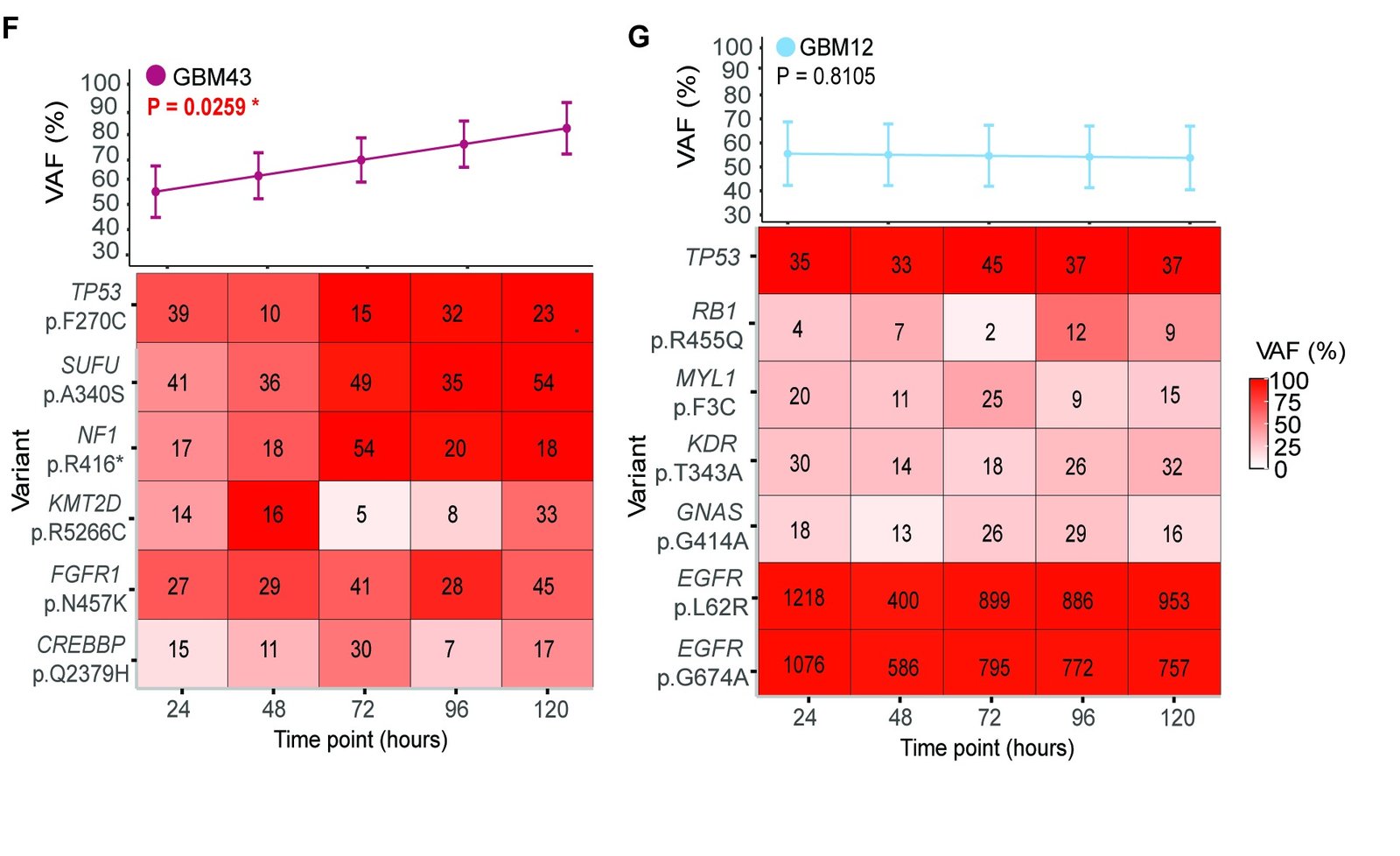 Two panels of variant allele frequency (VAF) in cfDNA over five days. Left, GBM43: mean VAF rises from about 55% at 24 hours to about 80% at 120 hours (P = 0.026), above a heatmap of six GBM43 variants including TP53, SUFU and NF1. Right, GBM12: mean VAF stays near 55% at all timepoints (P = 0.81), above a heatmap of seven GBM12 variants including two in EGFR. Heatmap cells show supporting read counts.