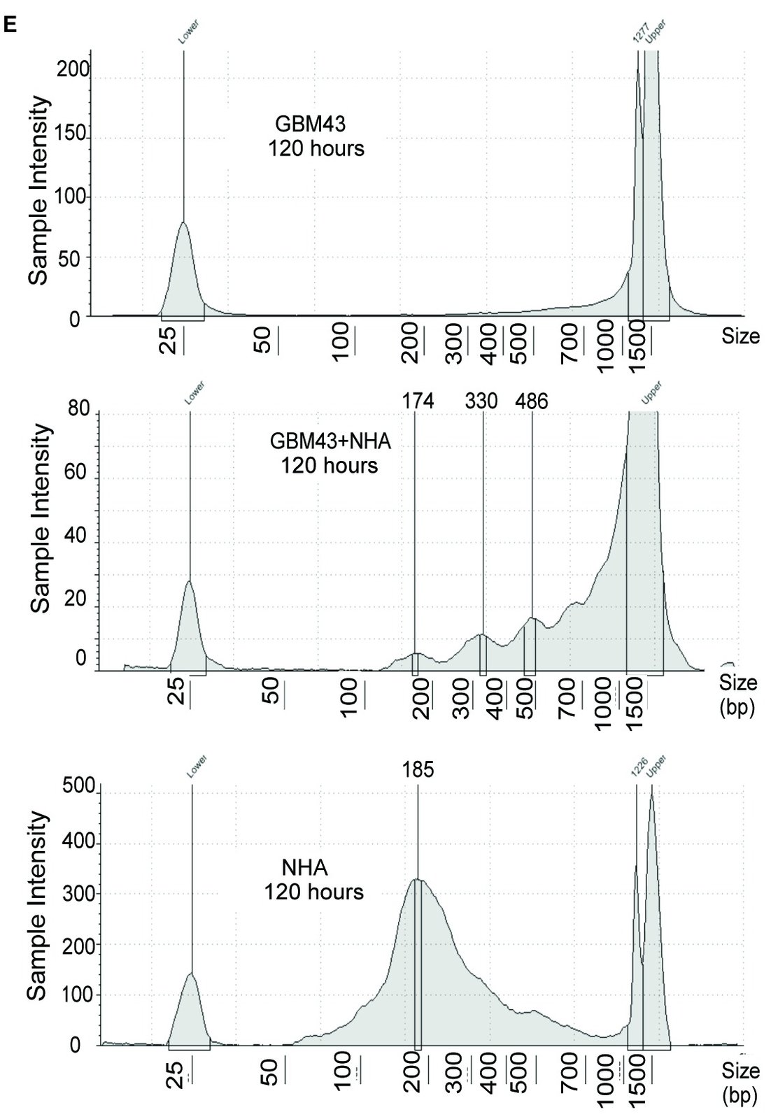 Three TapeStation electropherograms of cfDNA fragment size at 120 hours. GBM43 monoculture shows no nucleosomal peaks, with signal concentrated in long fragments. GBM43 plus astrocyte co-culture shows a multimodal pattern with peaks at 174, 330 and 486 bp. Astrocyte (NHA) monoculture shows a dominant mononucleosomal peak at 185 bp.