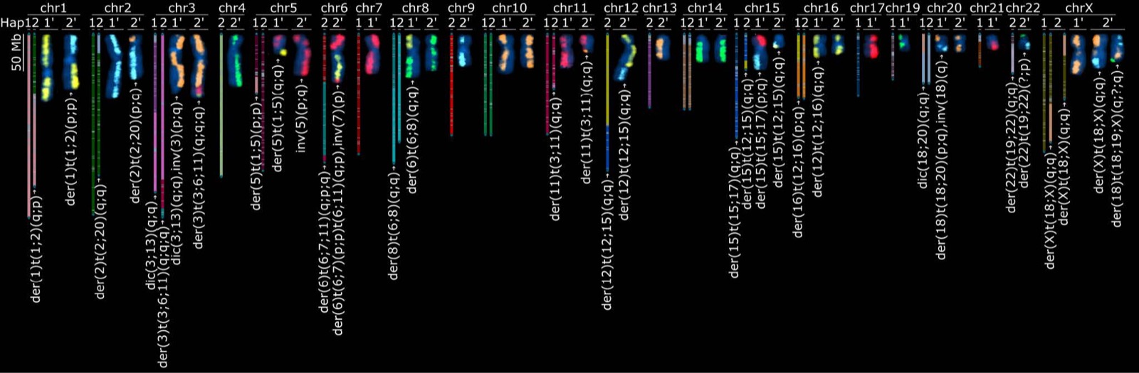 Side-by-side computational and traditional multi-color karyotype for HG008T