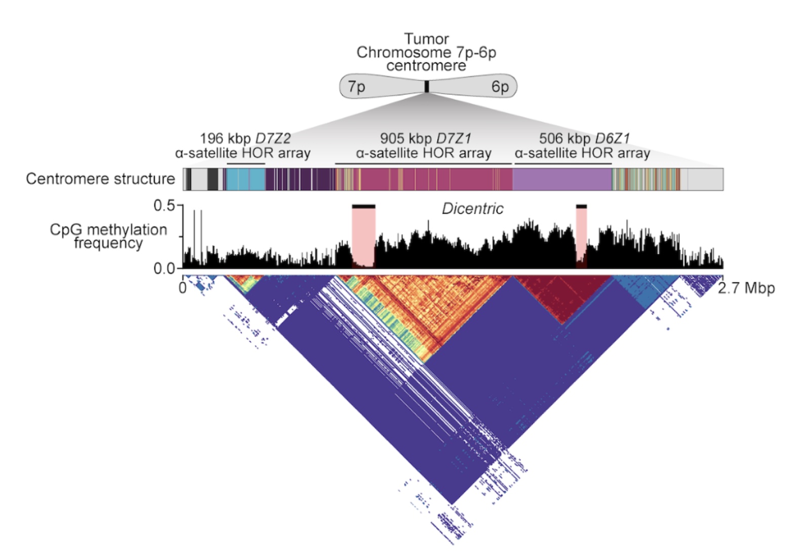 CenMAP visualization of the 7p-6p dicentric chromosome
