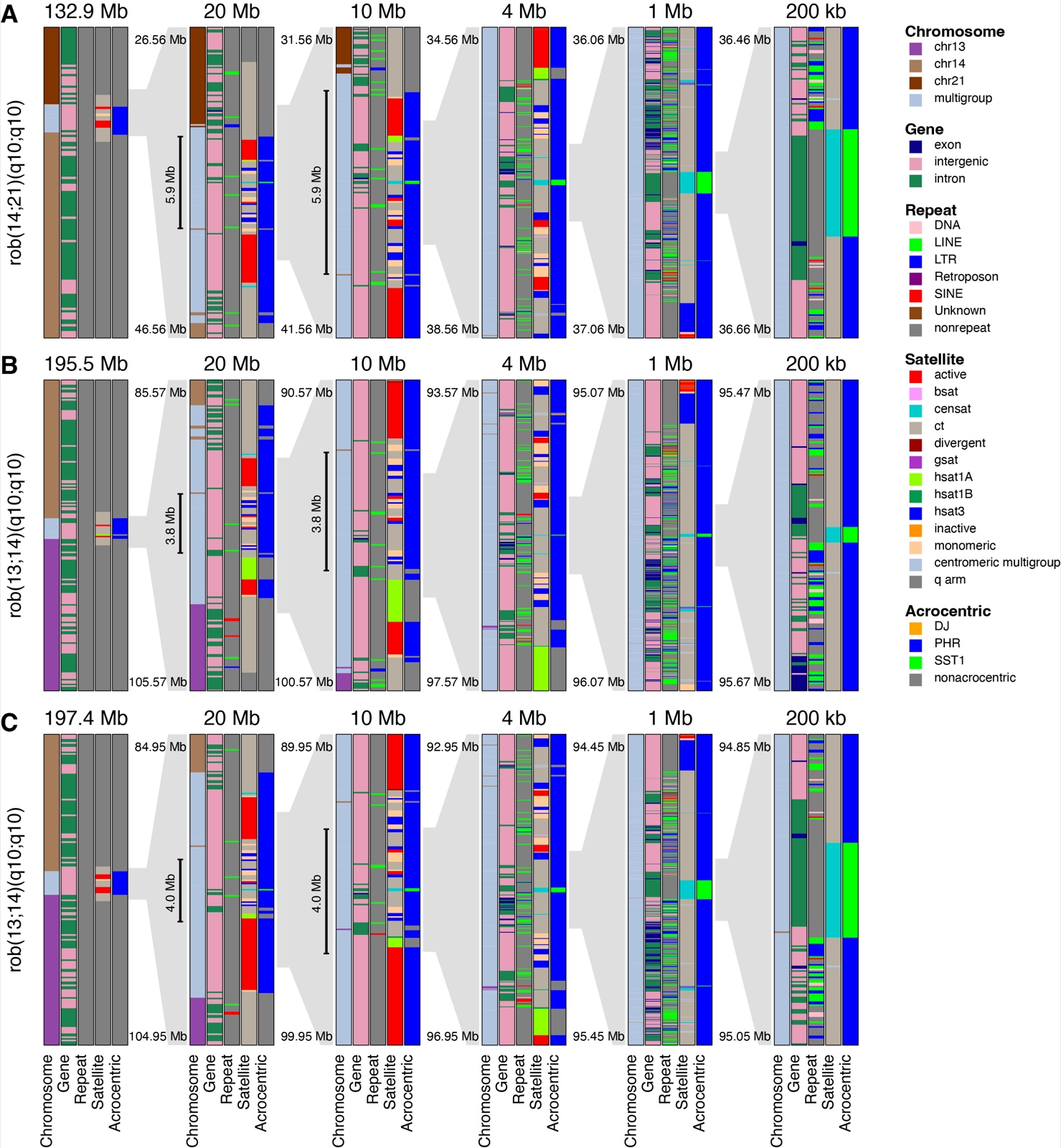 KaryoScope annotation of three Robertsonian translocation assemblies, each row showing six progressively zooming panels from full contig down to 200 kb at the fusion site, with the SST1 satellite block visible at every fusion point.