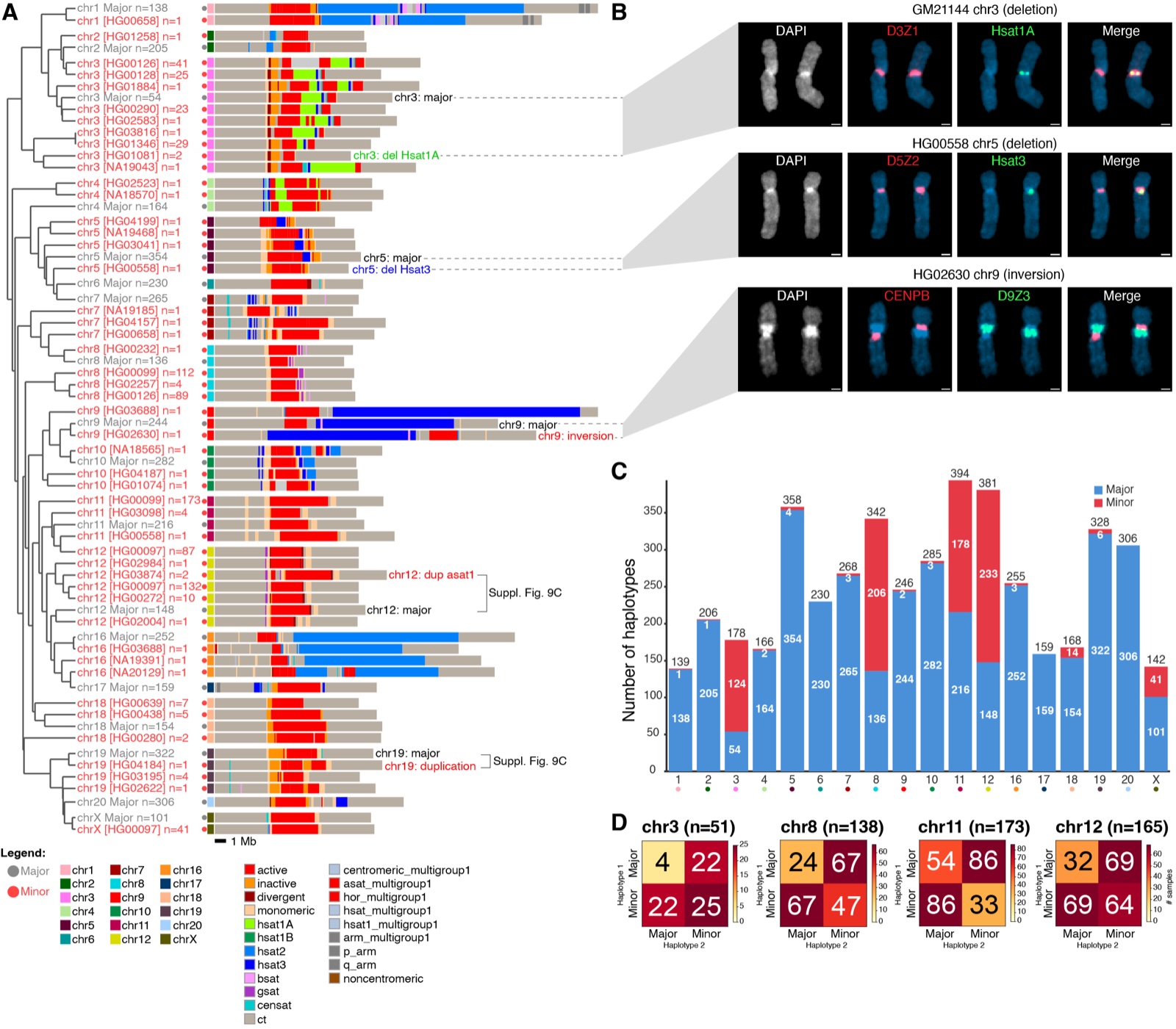 Pangenome-scale centromere structural variation: a dendrogram of centromere haplotype cluster representatives across chromosomes 1 to 22 and X with satellite composition profiles, FISH validation of three minor centromere subtypes, and haplotype frequency tables.