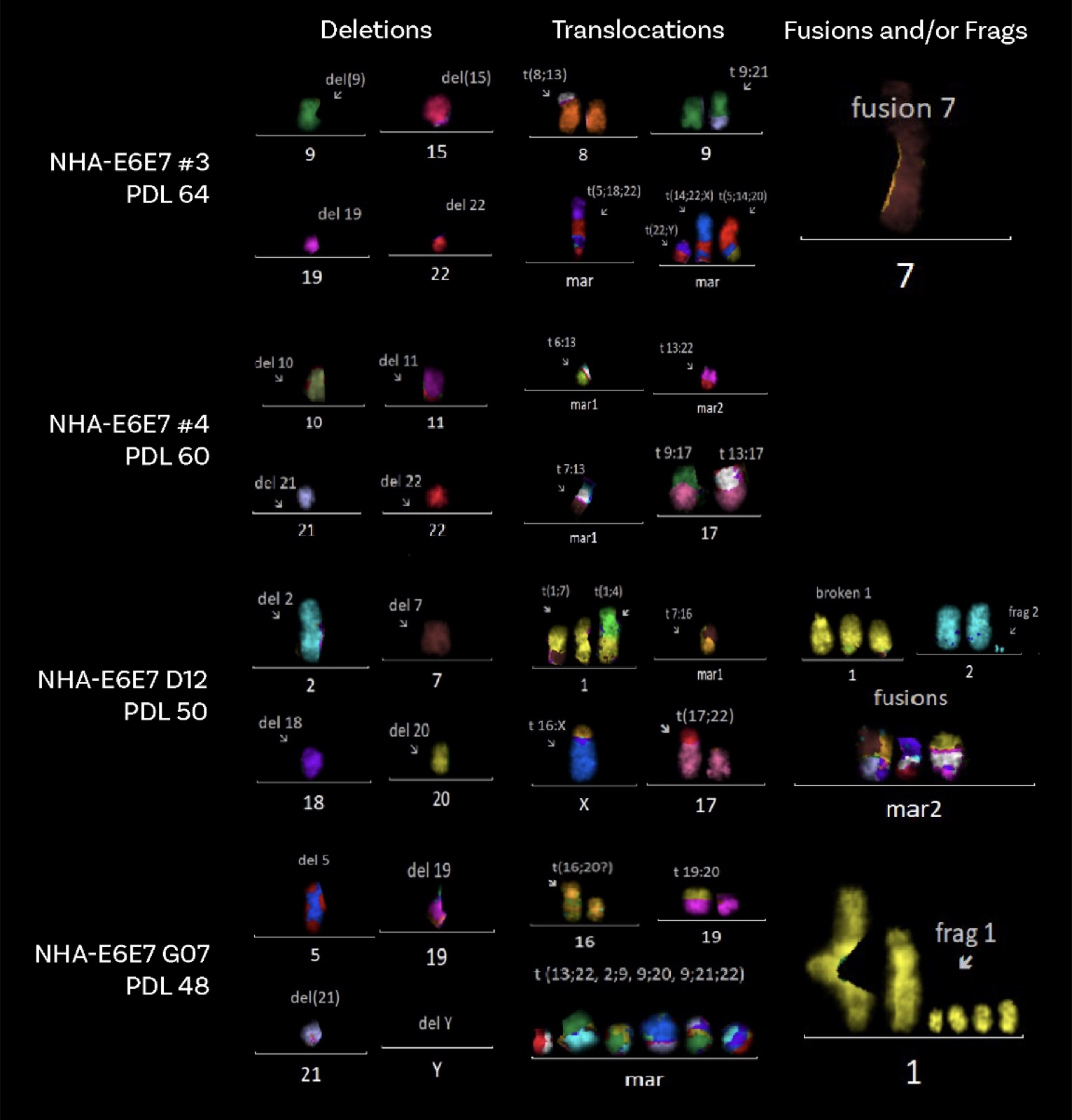 Chromosomal abnormality catalog organized by type (deletions / translocations / fusions) across four clones showing an abundance of acrocentric involvement