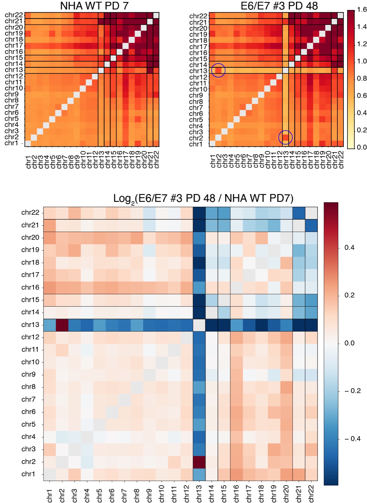 KaryoScope Hi-C inter-chromosomal contact maps and the log2 fold-change map with the chr13 row/column in blue
